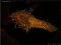 Tag antibody
