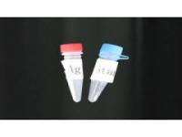 Anti-ACTR2(Anti-Activin Receptor Type IIA antibody)