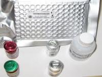 Anti-PGRN (progranulin) Anti-PGRN (progranulin)