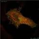 Tag antibody