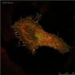 Tag antibody